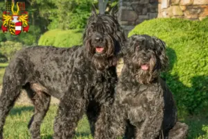 Mehr über den Artikel erfahren Bouvier des Flandres Züchter und Welpen in Kärnten