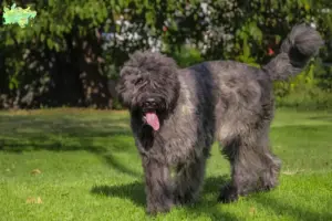 Mehr über den Artikel erfahren Bouvier des Flandres Züchter und Welpen in Midtjylland