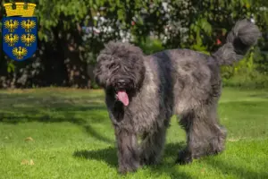 Mehr über den Artikel erfahren Bouvier des Flandres Züchter und Welpen in Niederösterreich