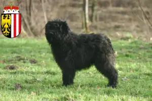 Mehr über den Artikel erfahren Bouvier des Flandres Züchter und Welpen in Oberösterreich