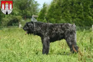 Mehr über den Artikel erfahren Bouvier des Flandres Züchter und Welpen in Salzburg