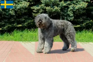 Mehr über den Artikel erfahren Bouvier des Flandres Züchter und Welpen in Schweden