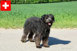 Mehr über den Artikel erfahren Bouvier des Flandres Züchter und Welpen in der Schweiz