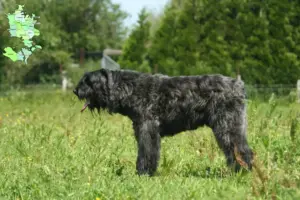 Mehr über den Artikel erfahren Bouvier des Flandres Züchter und Welpen in Sjælland