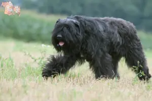 Mehr über den Artikel erfahren Bouvier des Flandres Züchter und Welpen in Syddanmark