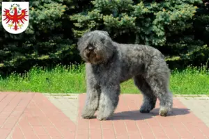 Mehr über den Artikel erfahren Bouvier des Flandres Züchter und Welpen in Tirol