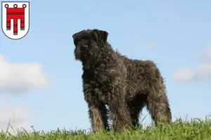 Mehr über den Artikel erfahren Bouvier des Flandres Züchter und Welpen in Vorarlberg