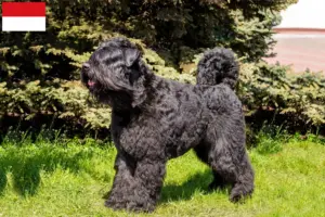 Mehr über den Artikel erfahren Bouvier des Flandres Züchter und Welpen in Wien