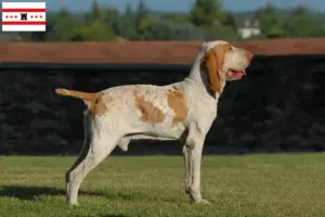 Mehr über den Artikel erfahren Bracco Italiano Züchter und Welpen in Drenthe