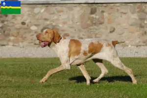 Mehr über den Artikel erfahren Bracco Italiano Züchter und Welpen in Flevoland