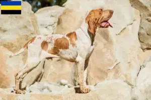 Mehr über den Artikel erfahren Bracco Italiano Züchter und Welpen in Gelderland