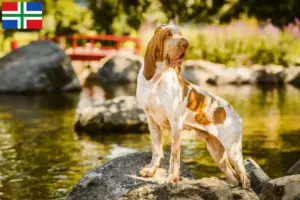 Mehr über den Artikel erfahren Bracco Italiano Züchter und Welpen in Groningen