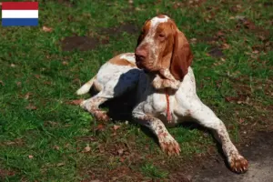 Mehr über den Artikel erfahren Bracco Italiano Züchter und Welpen in den Niederlanden