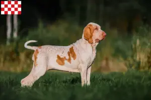 Mehr über den Artikel erfahren Bracco Italiano Züchter und Welpen in Nordbrabant