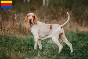 Mehr über den Artikel erfahren Bracco Italiano Züchter und Welpen in Nordholland