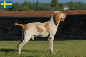 Mehr über den Artikel erfahren Bracco Italiano Züchter und Welpen in Schweden