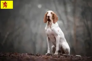 Mehr über den Artikel erfahren Bracco Italiano Züchter und Welpen in Südholland