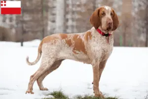 Mehr über den Artikel erfahren Bracco Italiano Züchter und Welpen in Utrecht