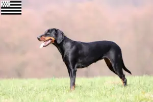 Mehr über den Artikel erfahren Brandlbracke Züchter und Welpen in der Bretagne