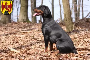 Mehr über den Artikel erfahren Brandlbracke Züchter und Welpen im Burgenland