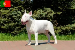 Mehr über den Artikel erfahren Bull Terrier Züchter und Welpen in Portugal