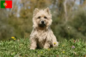 Mehr über den Artikel erfahren Cairn Terrier Züchter und Welpen in Portugal