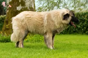 Mehr über den Artikel erfahren Cão Da Serra Da Estrela Züchter und Welpen in Hovedstaden