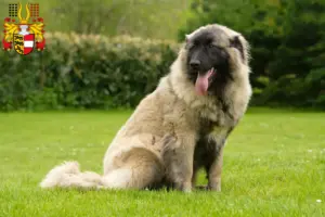 Mehr über den Artikel erfahren Cão Da Serra Da Estrela Züchter und Welpen in Kärnten