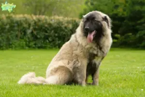 Mehr über den Artikel erfahren Cão Da Serra Da Estrela Züchter und Welpen in Midtjylland