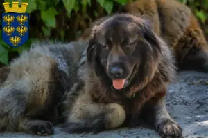 Mehr über den Artikel erfahren Cão Da Serra Da Estrela Züchter und Welpen in Niederösterreich