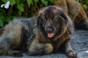 Mehr über den Artikel erfahren Cão Da Serra Da Estrela Züchter und Welpen in Nordjylland