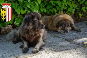 Mehr über den Artikel erfahren Cão Da Serra Da Estrela Züchter und Welpen in Oberösterreich