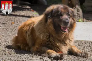 Mehr über den Artikel erfahren Cão Da Serra Da Estrela Züchter und Welpen in Salzburg