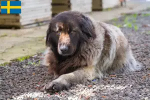 Mehr über den Artikel erfahren Cão Da Serra Da Estrela Züchter und Welpen in Schweden