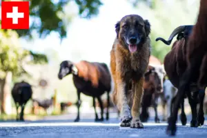 Mehr über den Artikel erfahren Cão Da Serra Da Estrela Züchter und Welpen in der Schweiz