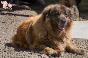 Mehr über den Artikel erfahren Cão Da Serra Da Estrela Züchter und Welpen in Syddanmark