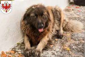 Mehr über den Artikel erfahren Cão Da Serra Da Estrela Züchter und Welpen in Tirol