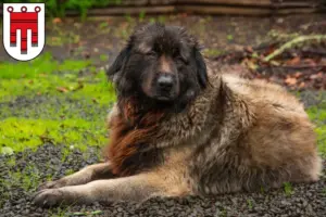 Mehr über den Artikel erfahren Cão Da Serra Da Estrela Züchter und Welpen in Vorarlberg