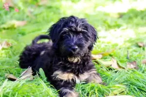 Mehr über den Artikel erfahren Cão da Serra de Aires Züchter und Welpen in Hovedstaden