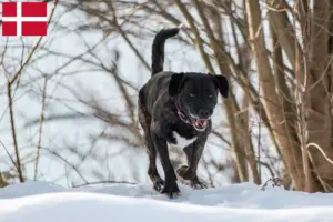 Mehr über den Artikel erfahren Cão Fila de São Miguel Züchter und Welpen in Dänemark