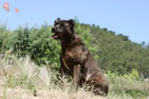 Mehr über den Artikel erfahren Cão Fila de São Miguel Züchter und Welpen in Hovedstaden