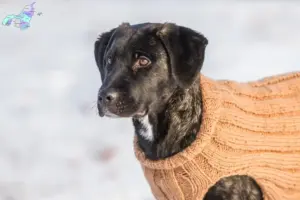 Mehr über den Artikel erfahren Cão Fila de São Miguel Züchter und Welpen in Nordjylland