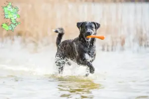 Mehr über den Artikel erfahren Cão Fila de São Miguel Züchter und Welpen in Sjælland