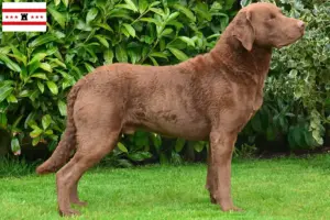 Mehr über den Artikel erfahren Chesapeake Bay Retriever Züchter und Welpen in Drenthe