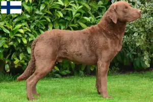 Mehr über den Artikel erfahren Chesapeake Bay Retriever Züchter und Welpen in Finnland