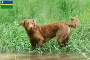 Mehr über den Artikel erfahren Chesapeake Bay Retriever Züchter und Welpen in Flevoland