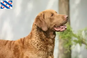 Mehr über den Artikel erfahren Chesapeake Bay Retriever Züchter und Welpen in Friesland