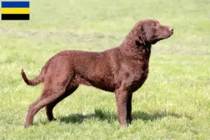 Mehr über den Artikel erfahren Chesapeake Bay Retriever Züchter und Welpen in Gelderland