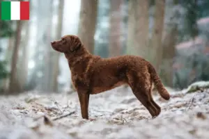 Mehr über den Artikel erfahren Chesapeake Bay Retriever Züchter und Welpen in Italien