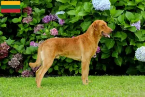 Mehr über den Artikel erfahren Chesapeake Bay Retriever Züchter und Welpen in Litauen